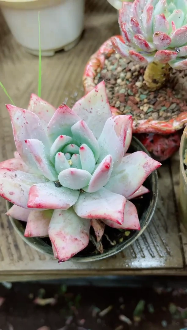 【闪购商品】03206多肉