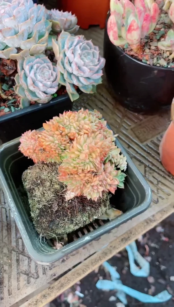 【闪购商品】27052多肉