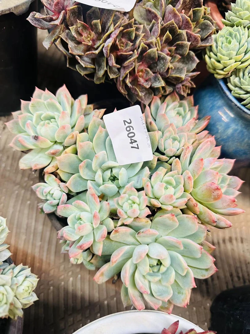 多肉植物11精品橙26047