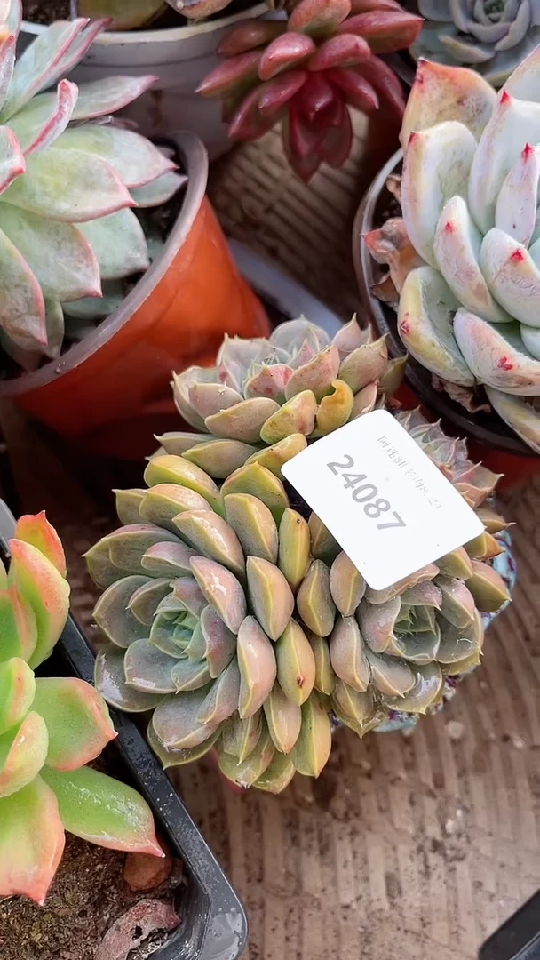 【闪购商品】24087多肉