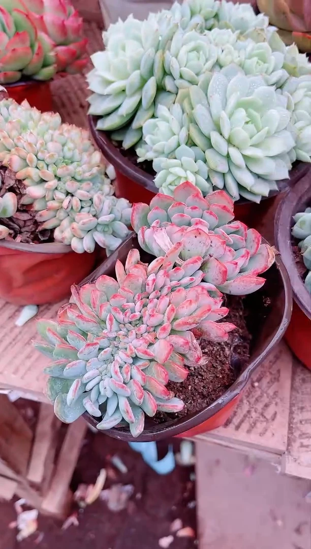 【闪购商品】22133