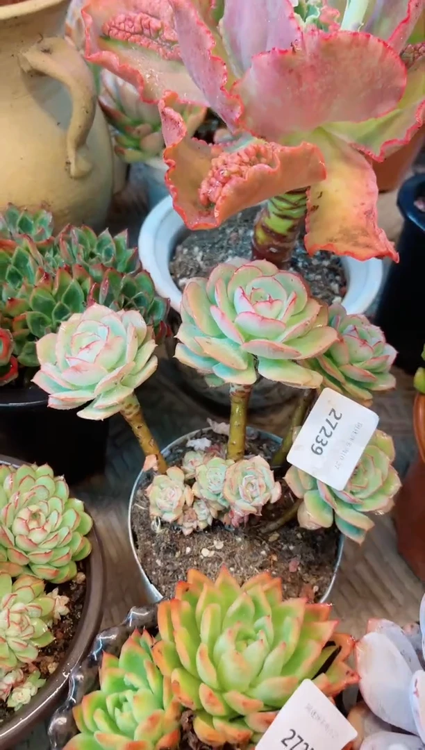 【闪购商品】27239多肉