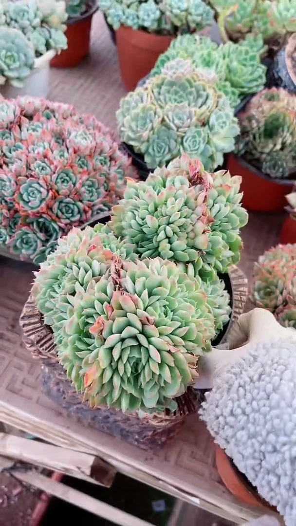 【闪购商品】07115