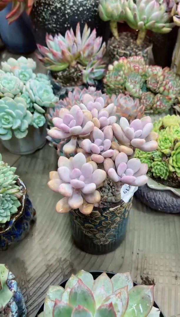 【闪购商品】16219