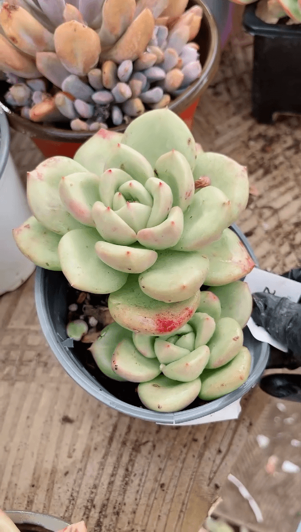 【闪购商品】25204多肉