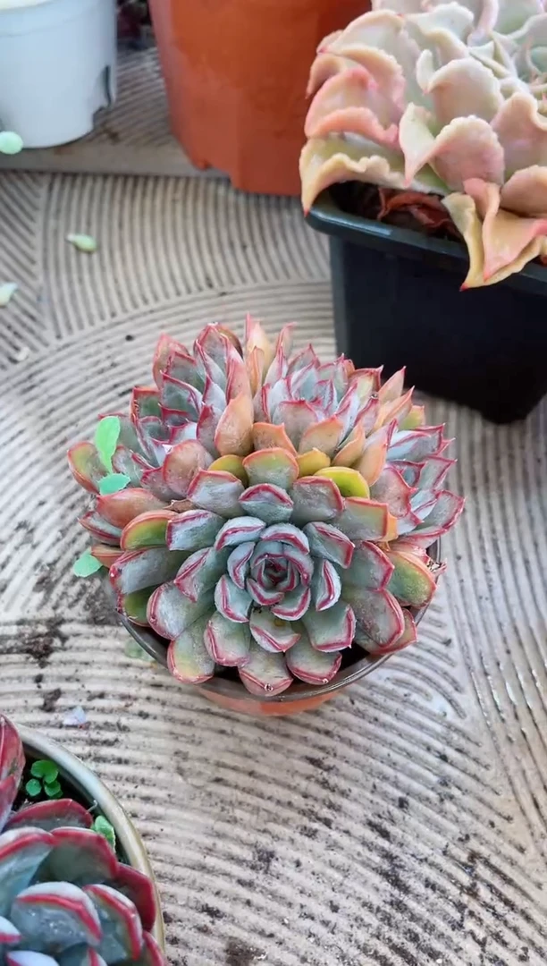 【闪购商品】25072