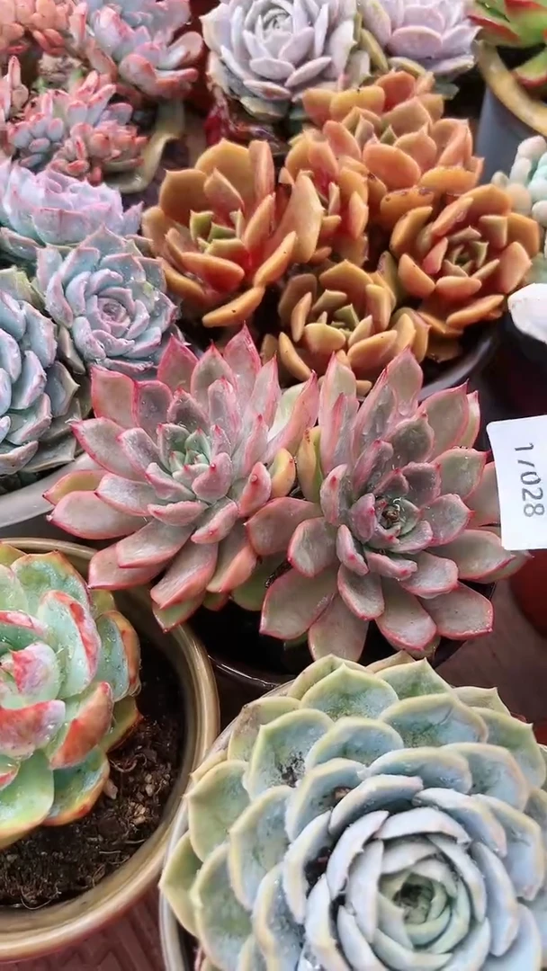 【闪购商品】17028多肉