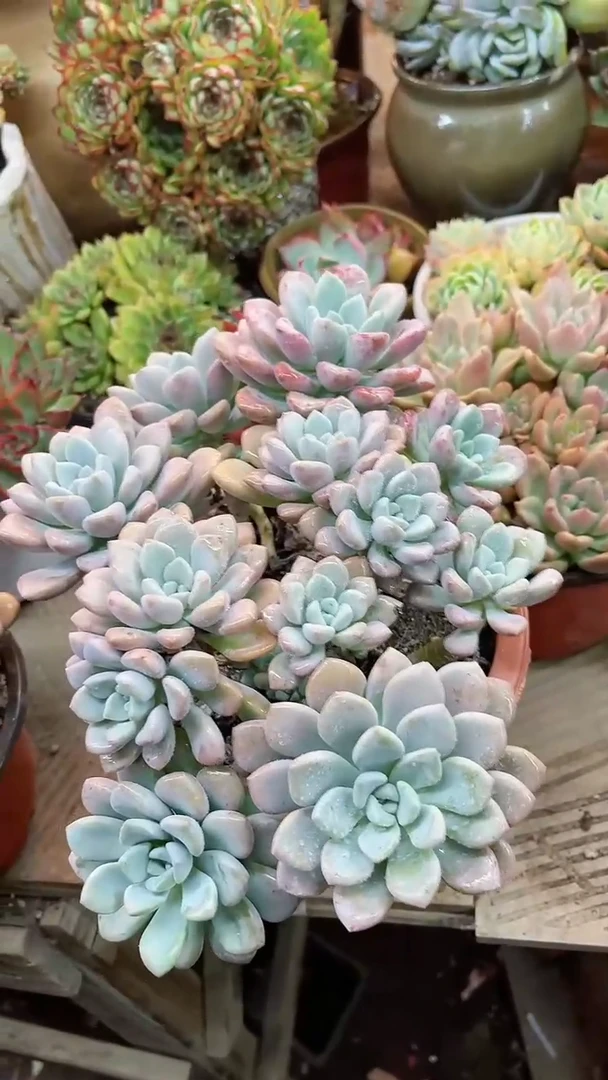 【闪购商品】21188