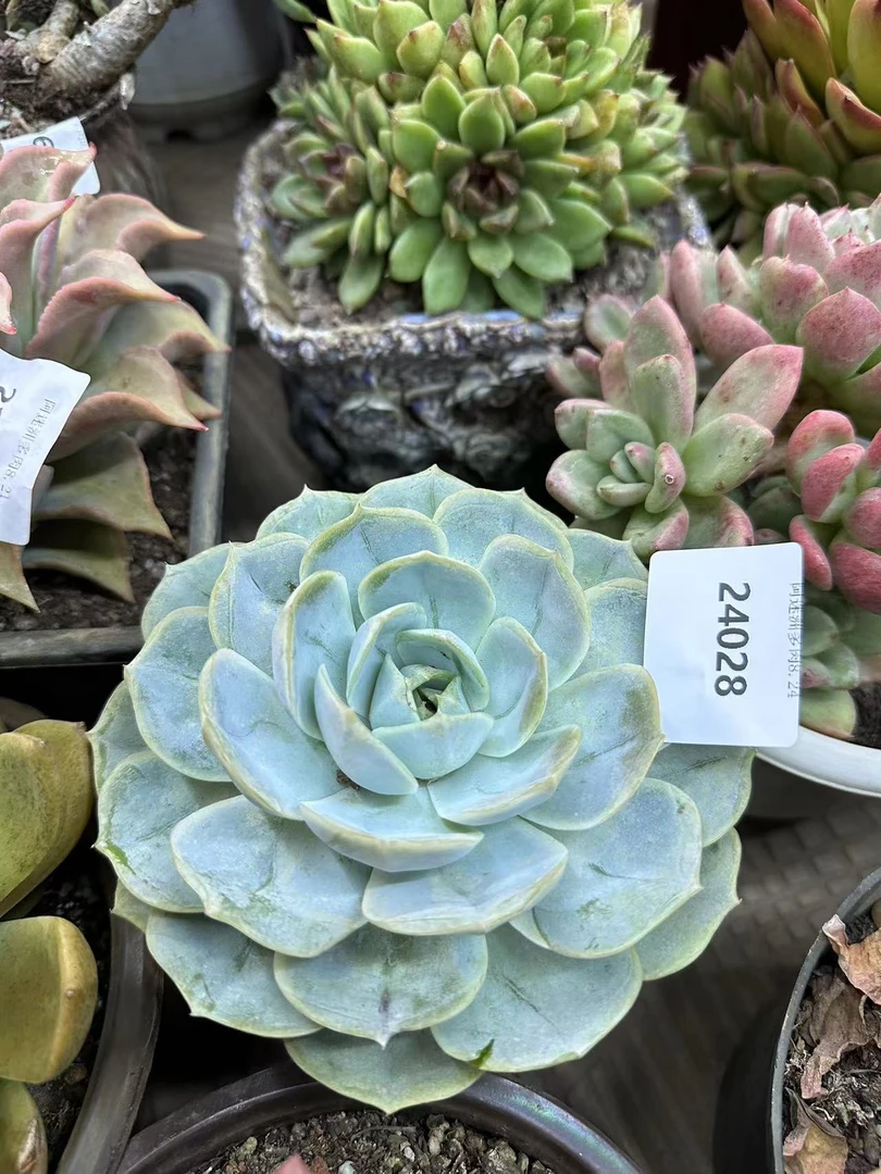 多肉植物精3品蓝色继续24028