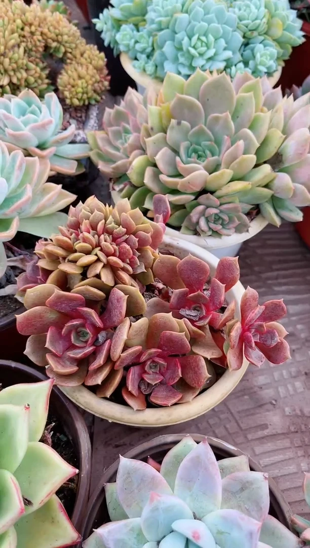 【闪购商品】24039