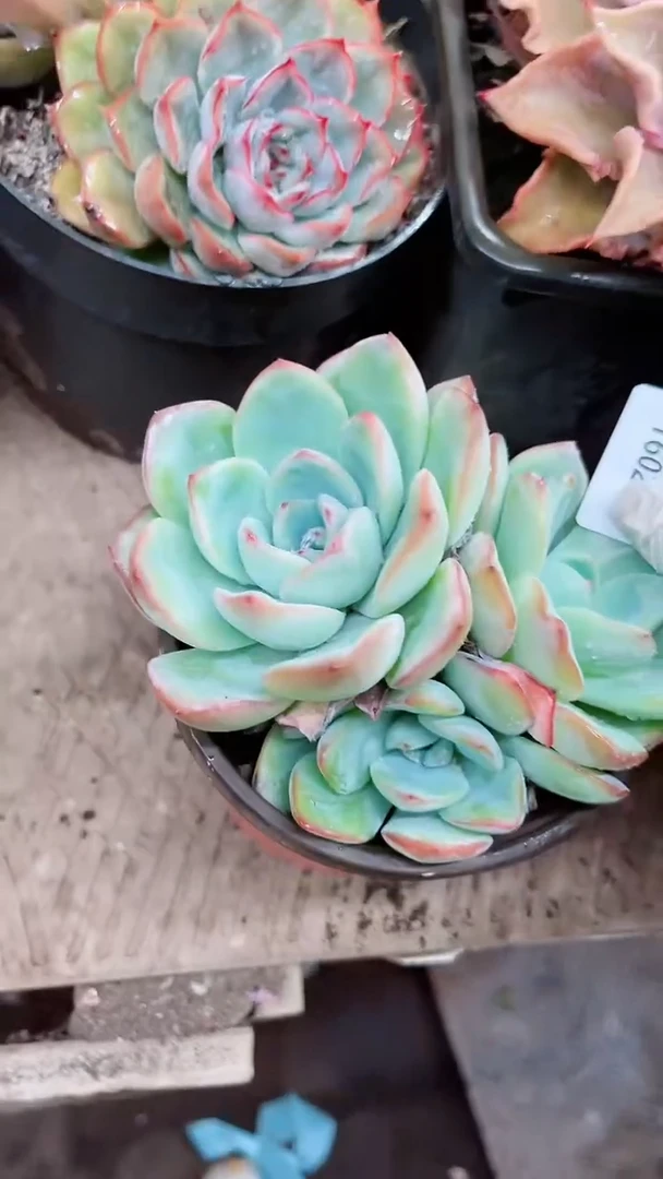 【闪购商品】16028多肉