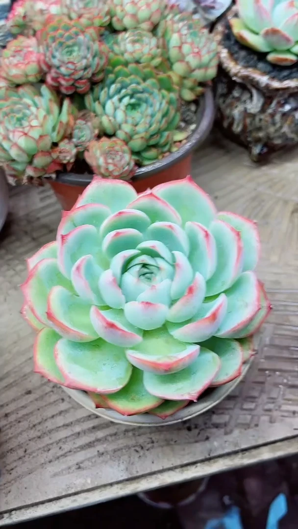 【闪购商品】08043