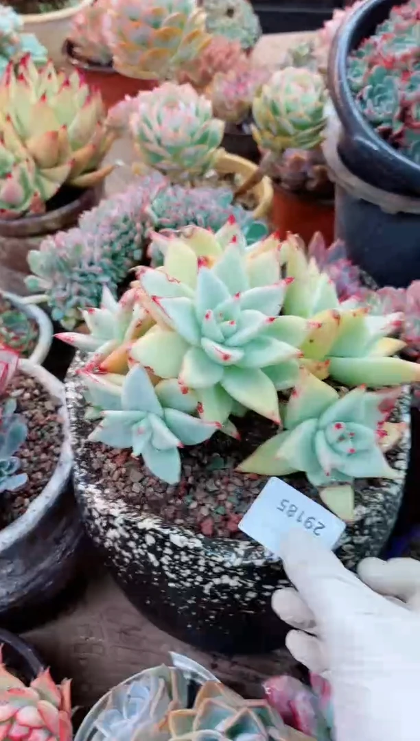 【闪购商品】29185多肉