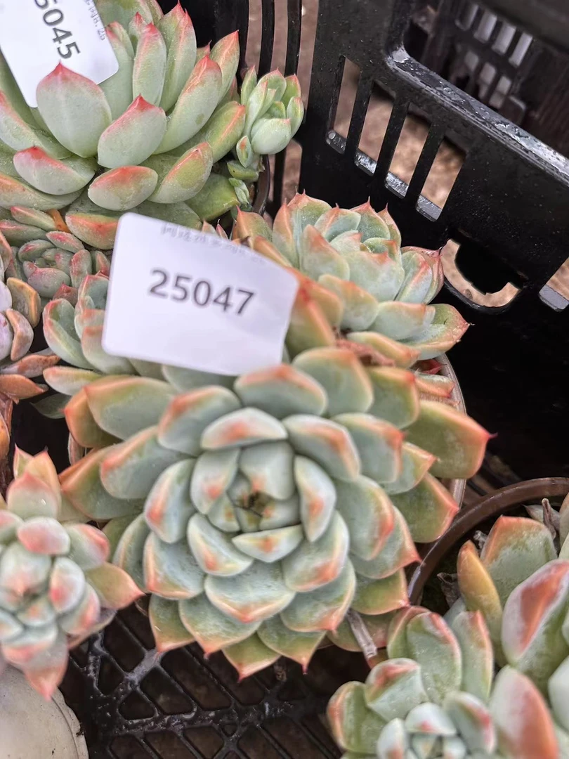 多肉植物精品如2梦令25047