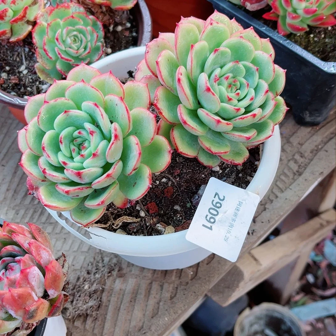 欢****?29091多肉植物