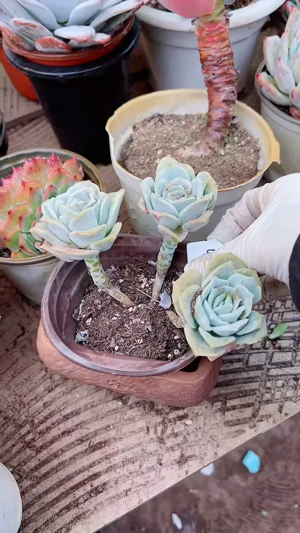 【闪购商品】08130