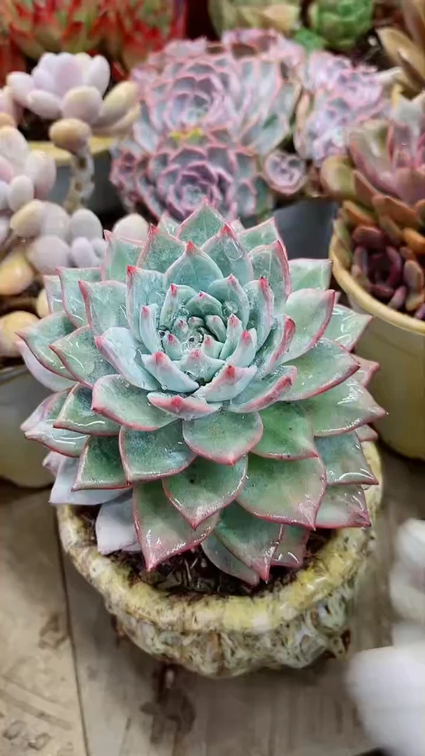 【闪购商品】12124