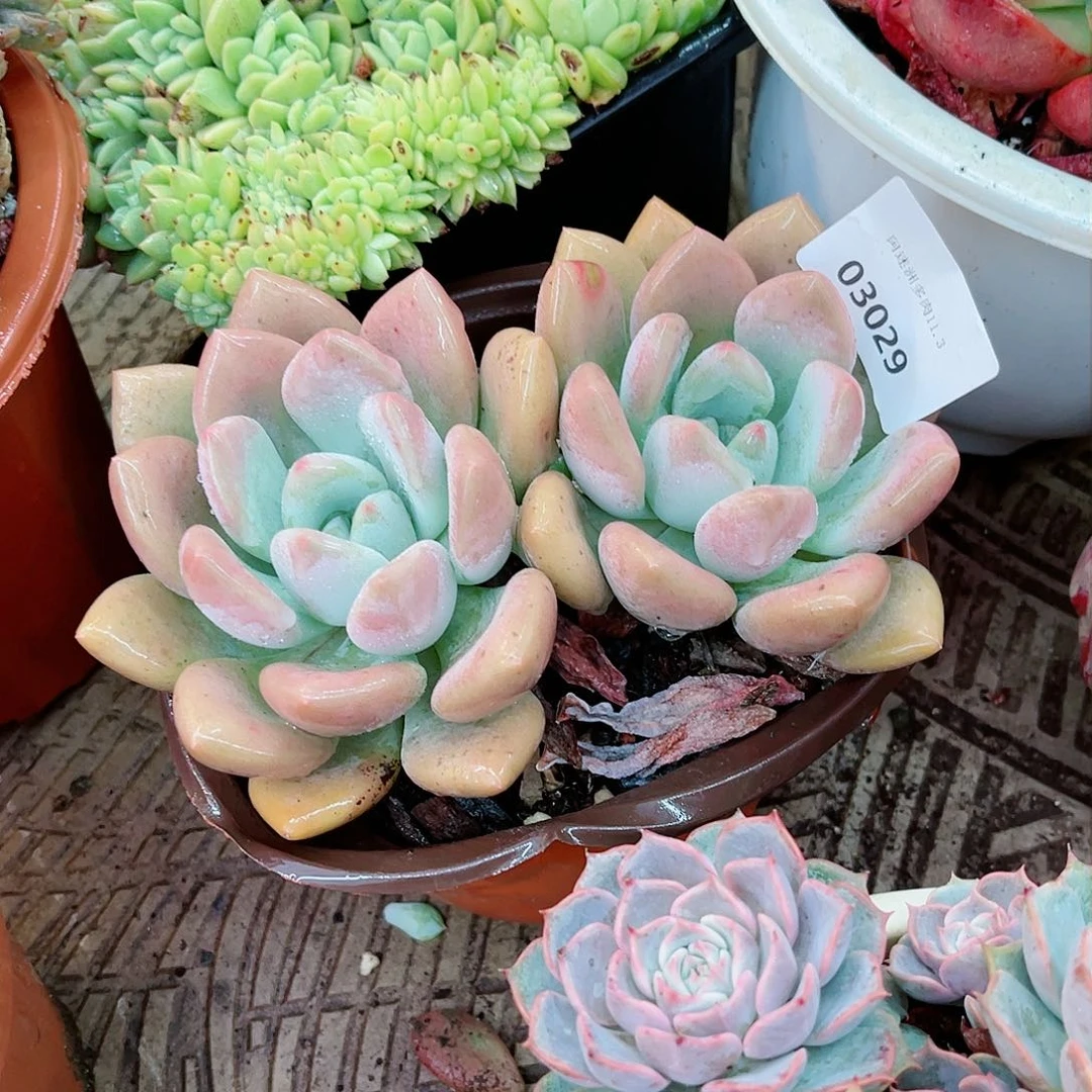白*03029多肉植物