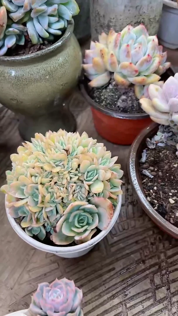 【闪购商品】22177