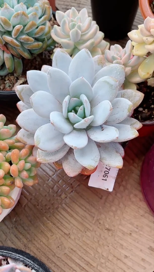 【闪购商品】27061