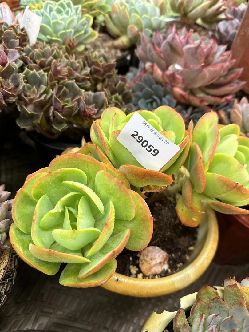 多10肉植物精品29059