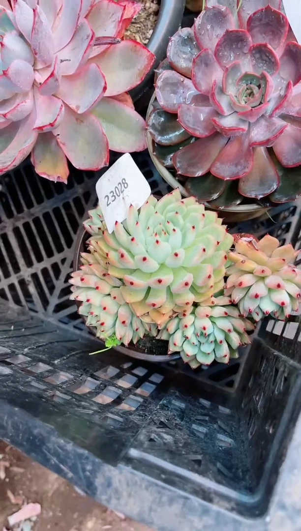 【闪购商品】23028多肉