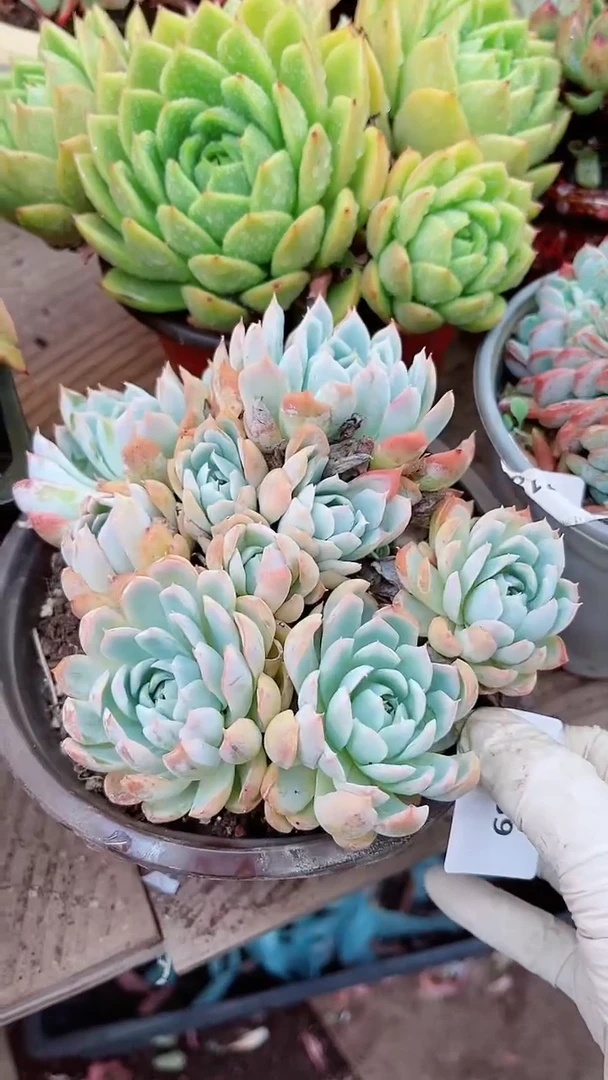 【闪购商品】30039