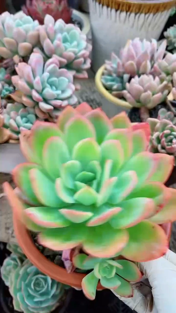 【闪购商品】08104