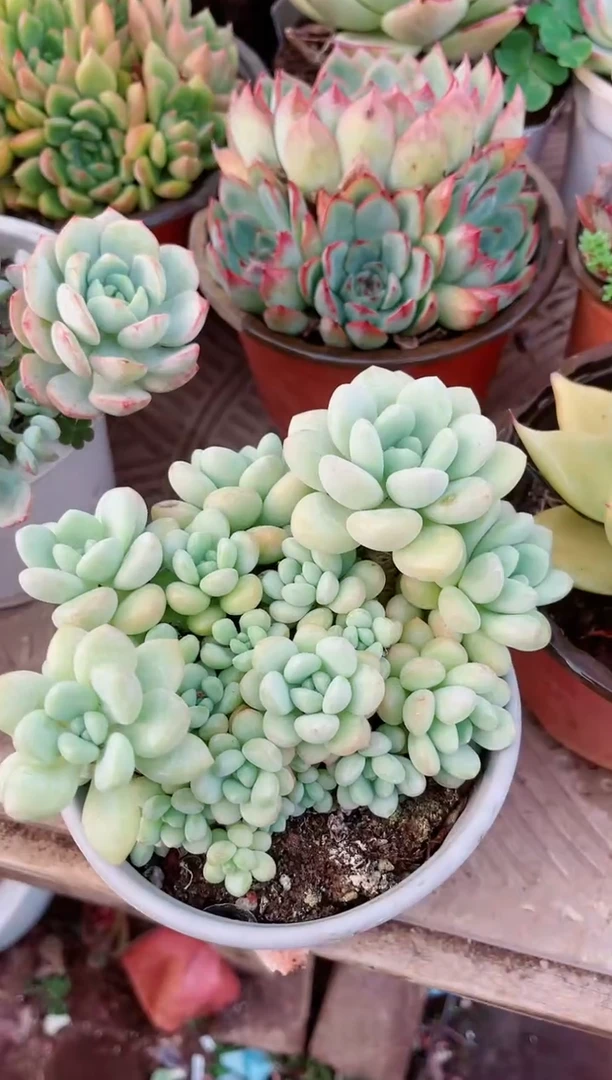 【闪购商品】25123