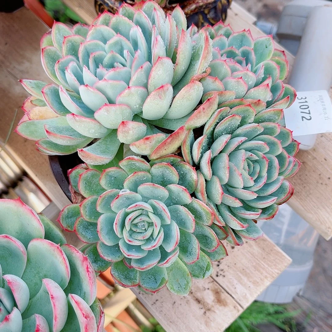 ?**?31072多肉植物一物一拍