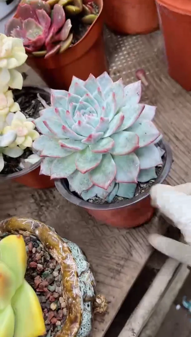 【闪购商品】16168