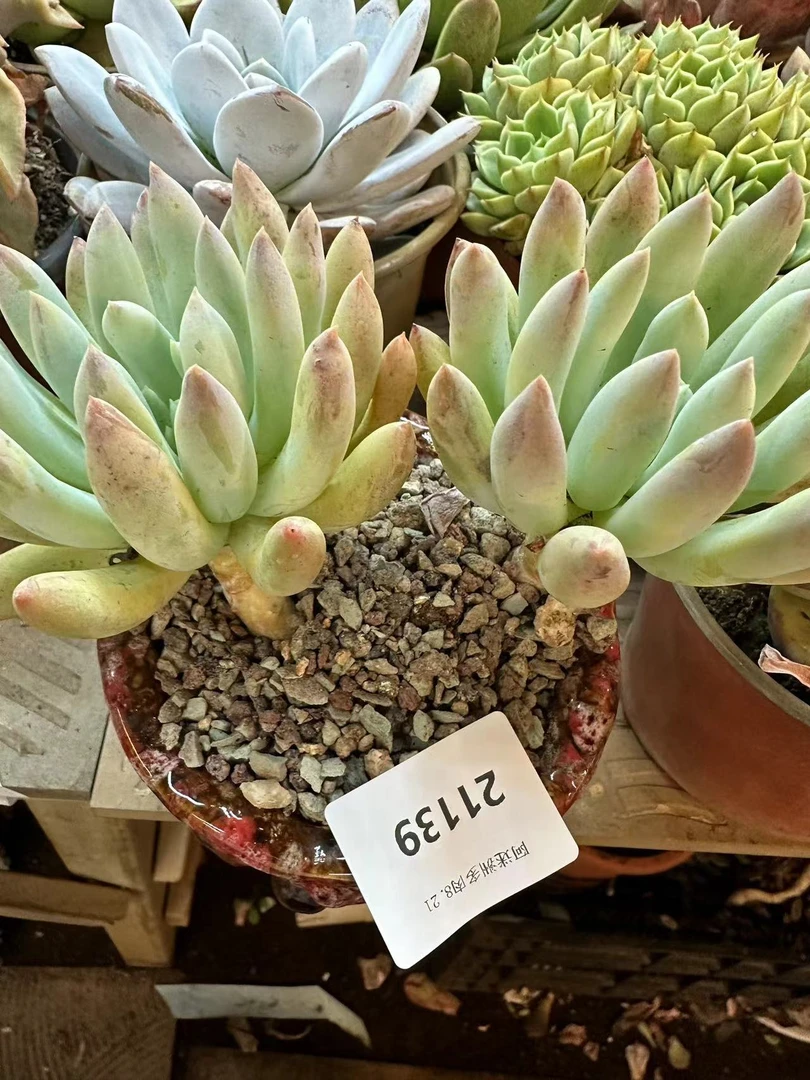 多肉植物精品21139