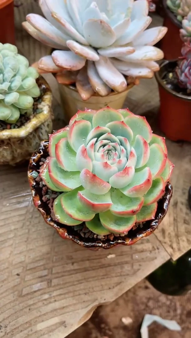 【闪购商品】16263