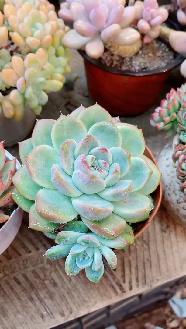 【闪购商品】30284多肉