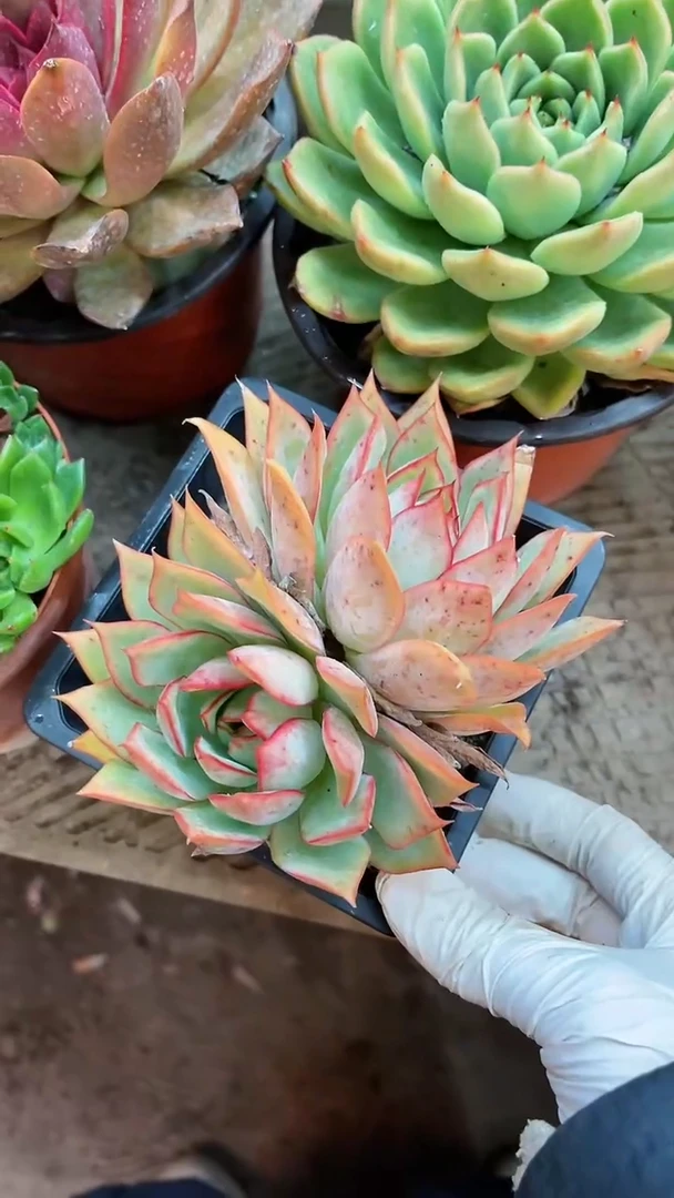 【闪购商品】22002多肉