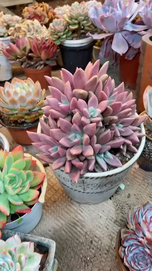 【闪购商品】18247