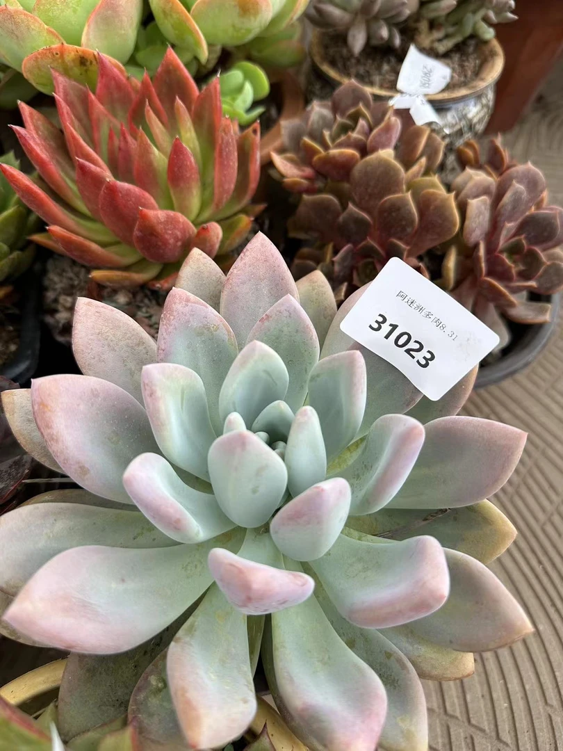 多肉植物23肉肉精品31023
