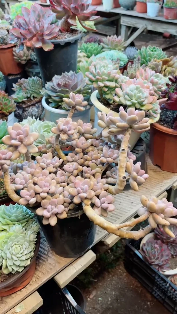 【闪购商品】16268的敌人