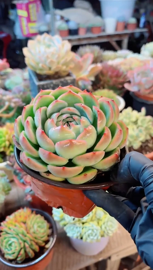 【闪购商品】21330