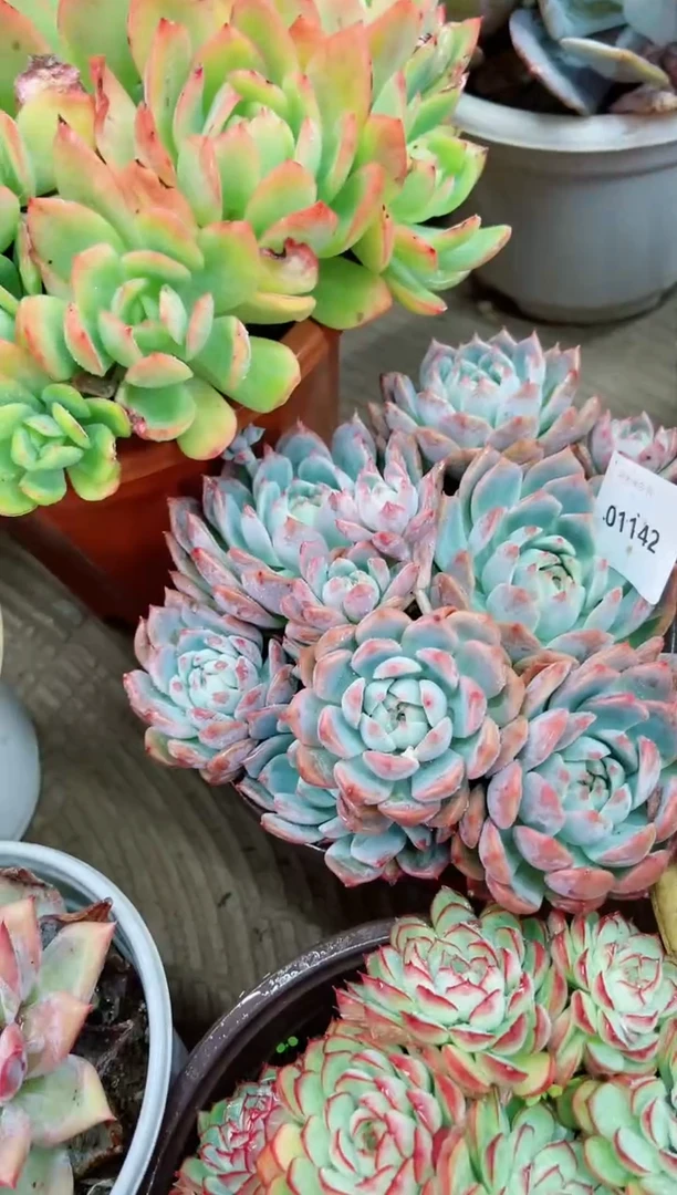 【闪购商品】01142多肉