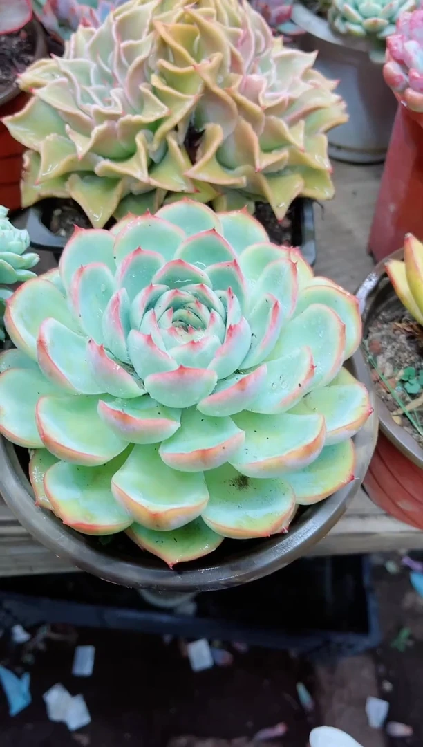 【闪购商品】28012多肉