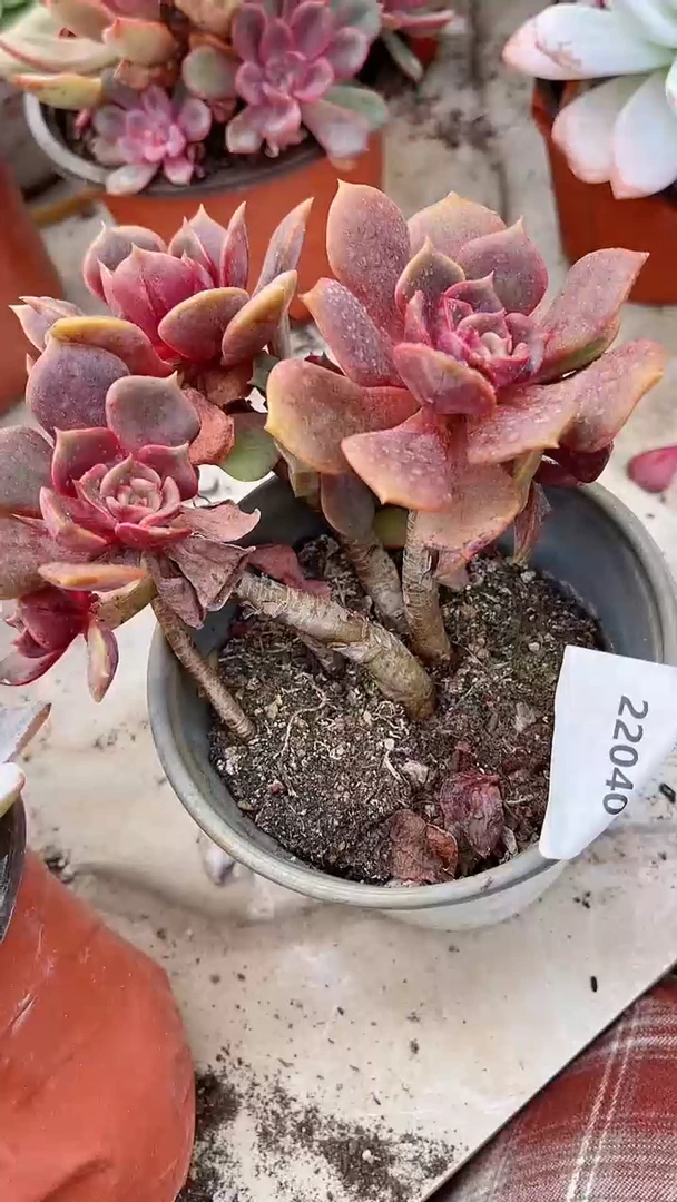 【闪购商品】22040