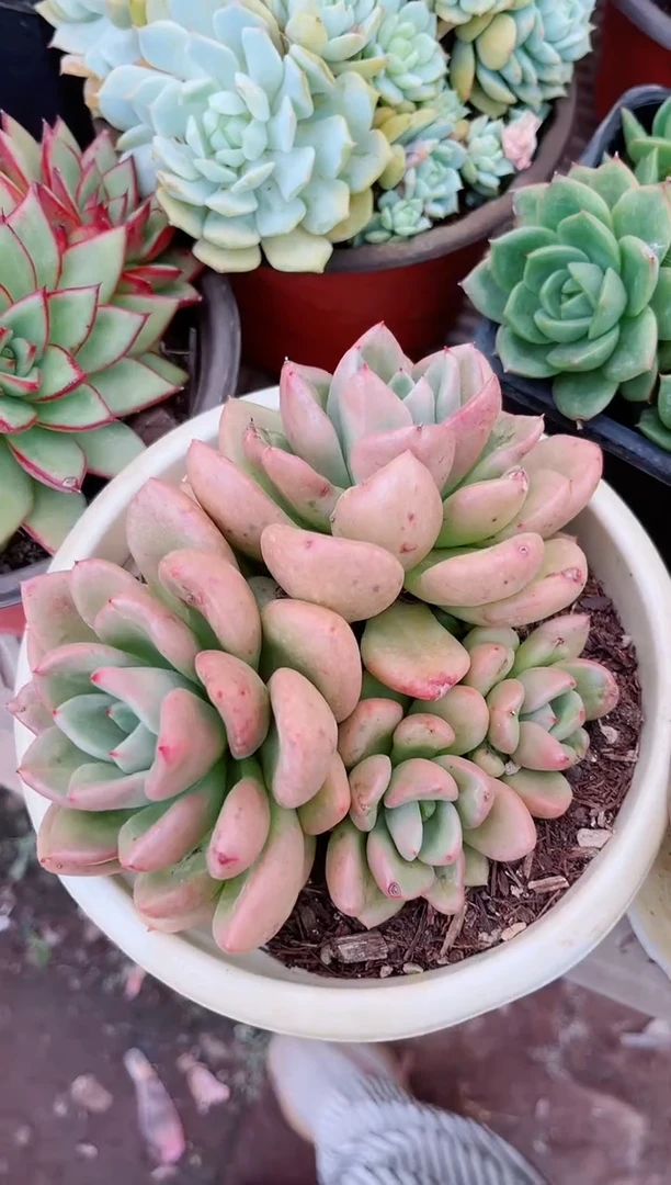 【闪购商品】23096