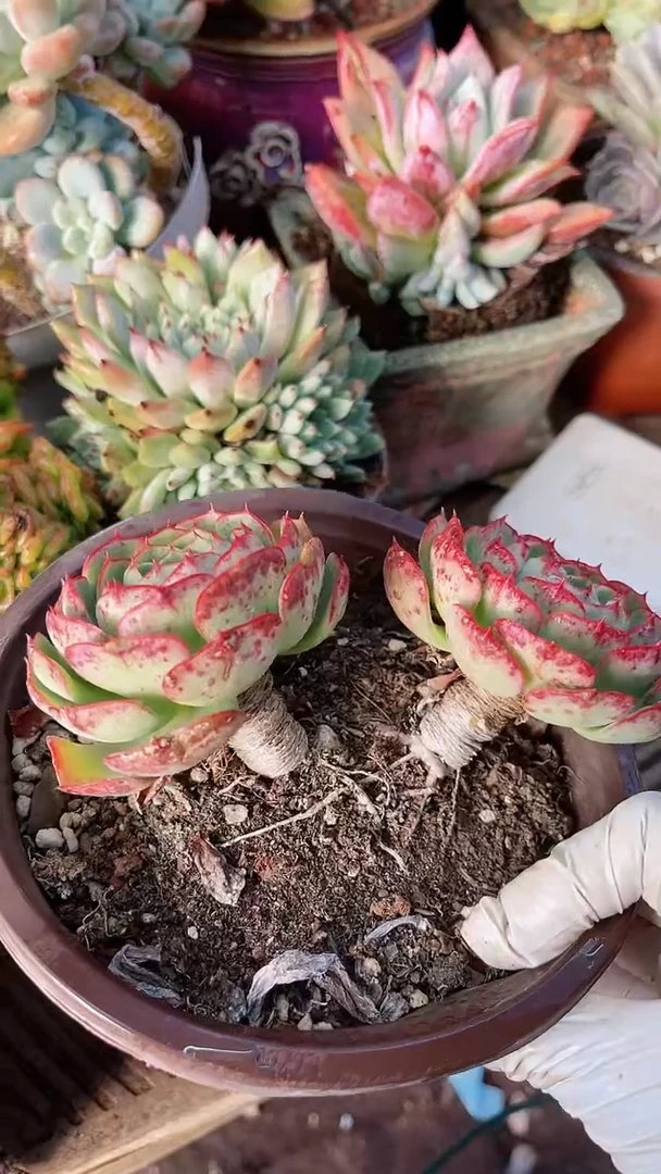 【闪购商品】19108