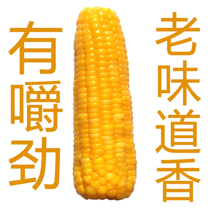 特大山东传统老式黄笨玉米不糯有嚼劲粗粮代餐儿时日常味道玉米