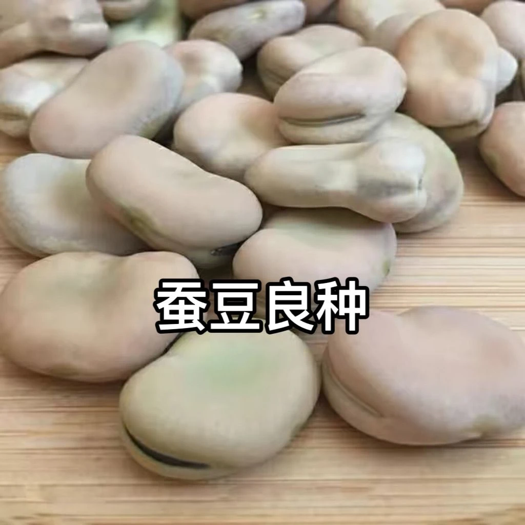 新货大白皮蚕豆种子农家自种胡豆五谷杂粮白皮生蚕豆蚕豆种子包邮