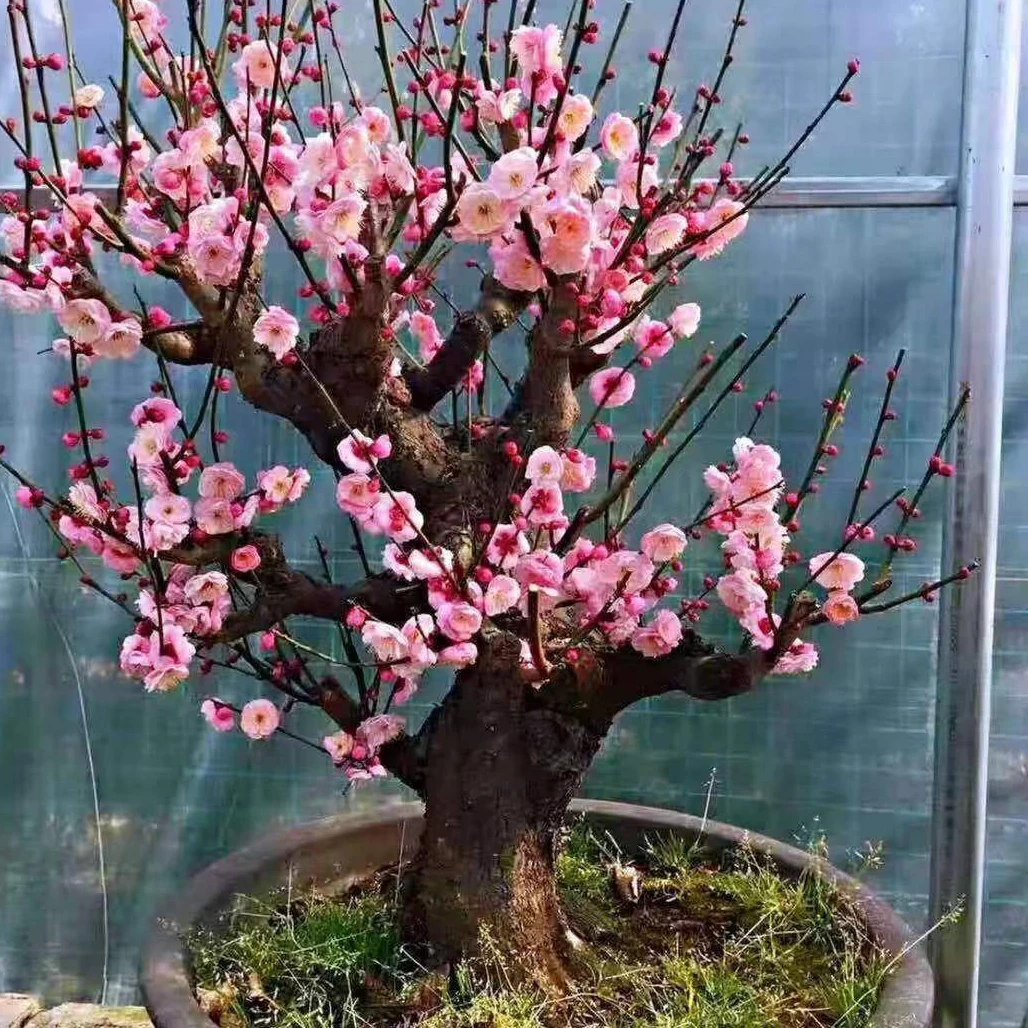 耐寒【带花苞】今年开花苗浓香梅花地栽树苗四季开花卉室外绿植