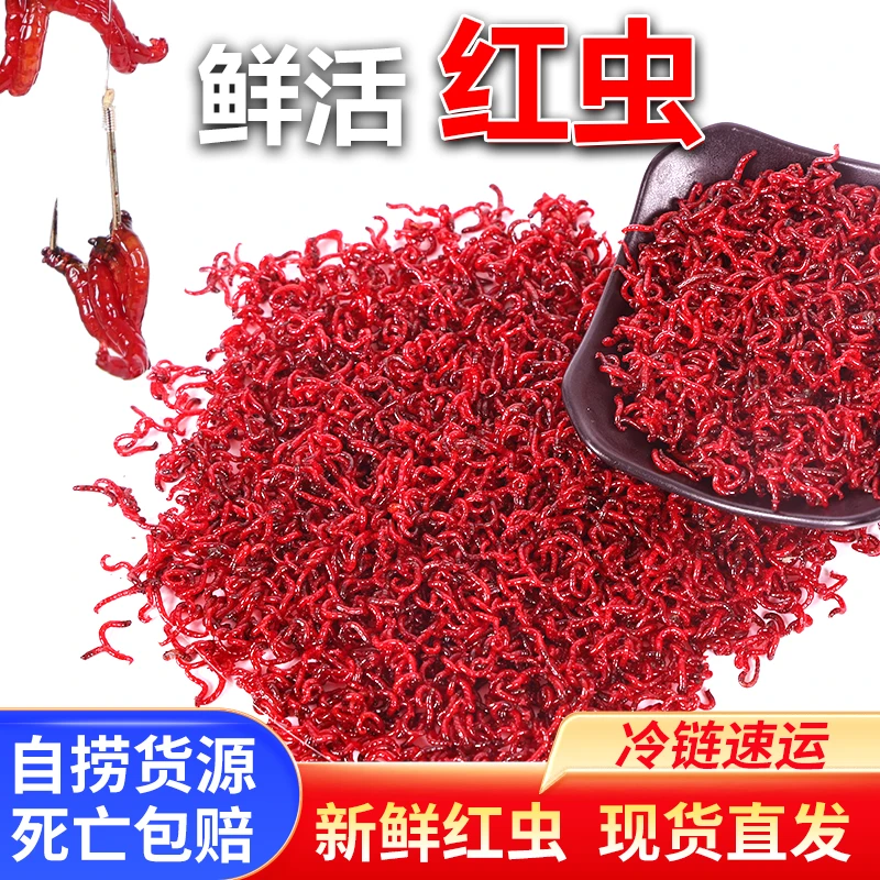 【今日特价】鲜活红虫蚯蚓活饵钓鱼鱼饵拉饵鲫鱼野钓饵料红虫活饵