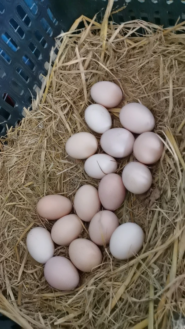 雄记梨园散养草鸡蛋农家散养土鸡蛋新鲜于北辰乡村抖音当天