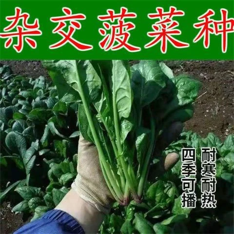 【苞出芽】大叶菠菜种子四季蔬菜秋冬籽种阳台种籽耐热菜种盆栽波